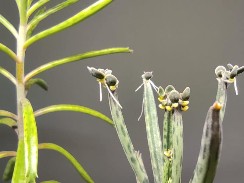 Kalanchoe tubiflora, Bryophyllum tubiflorum, Kalanchoe delagoensis